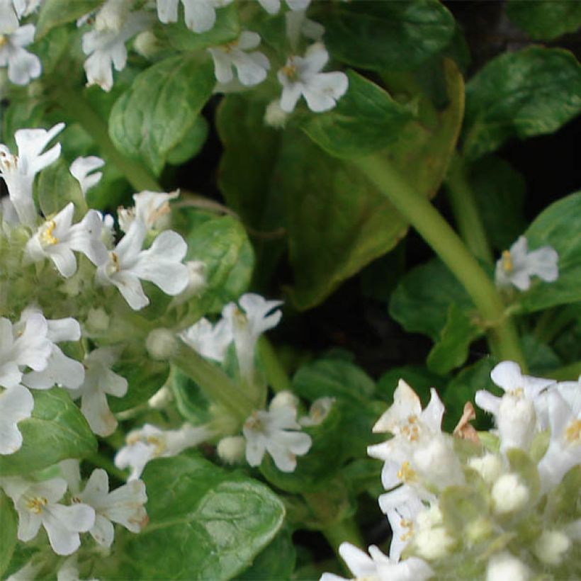 Ajuga reptans Sanne (Follaje)