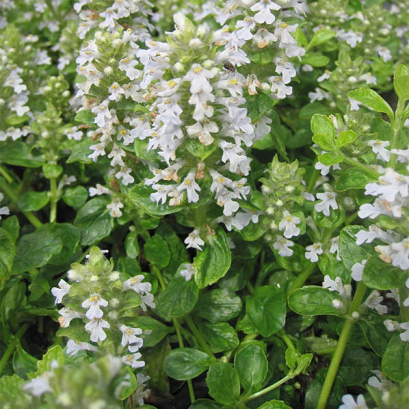 Ajuga reptans Sanne (Porte)