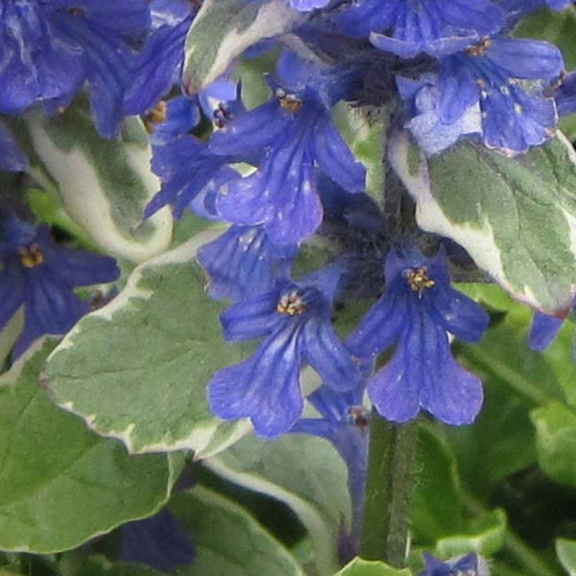 Ajuga reptans Variegata (Floración)