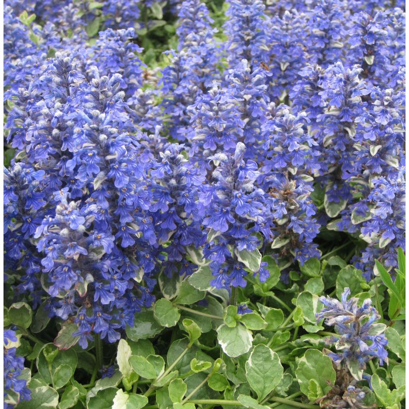 Ajuga reptans Variegata (Porte)