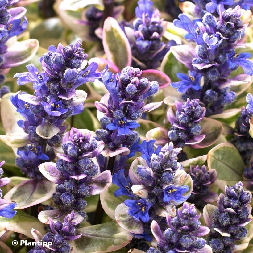 Ajuga Princess Nadia - Búgula (Floración)