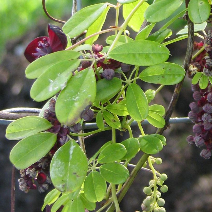 Akebia longeracemosa - Akebi (Follaje)