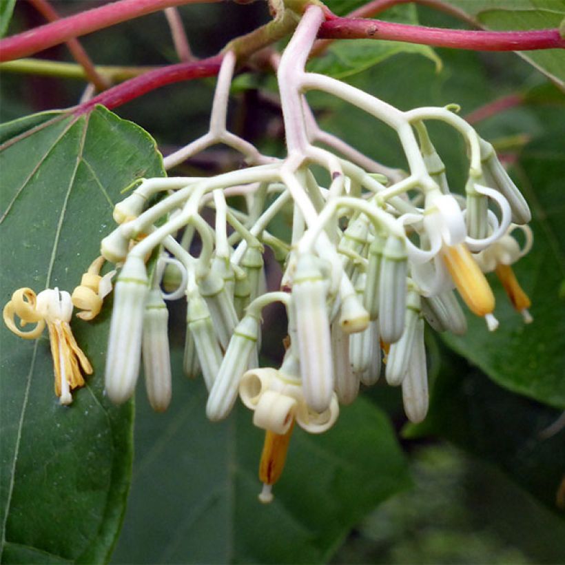 Alangium platanifolium - Alangio (Floración)