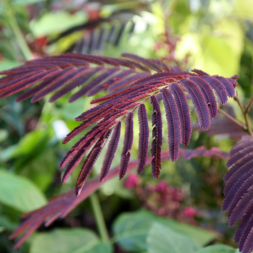 Acacia de Constantinopla Evey's Pride - Albizia (Follaje)