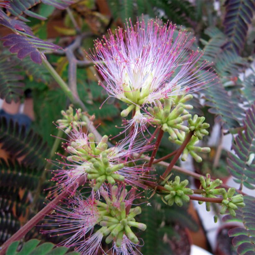 Acacia de Constantinopla Evey's Pride - Albizia (Floración)