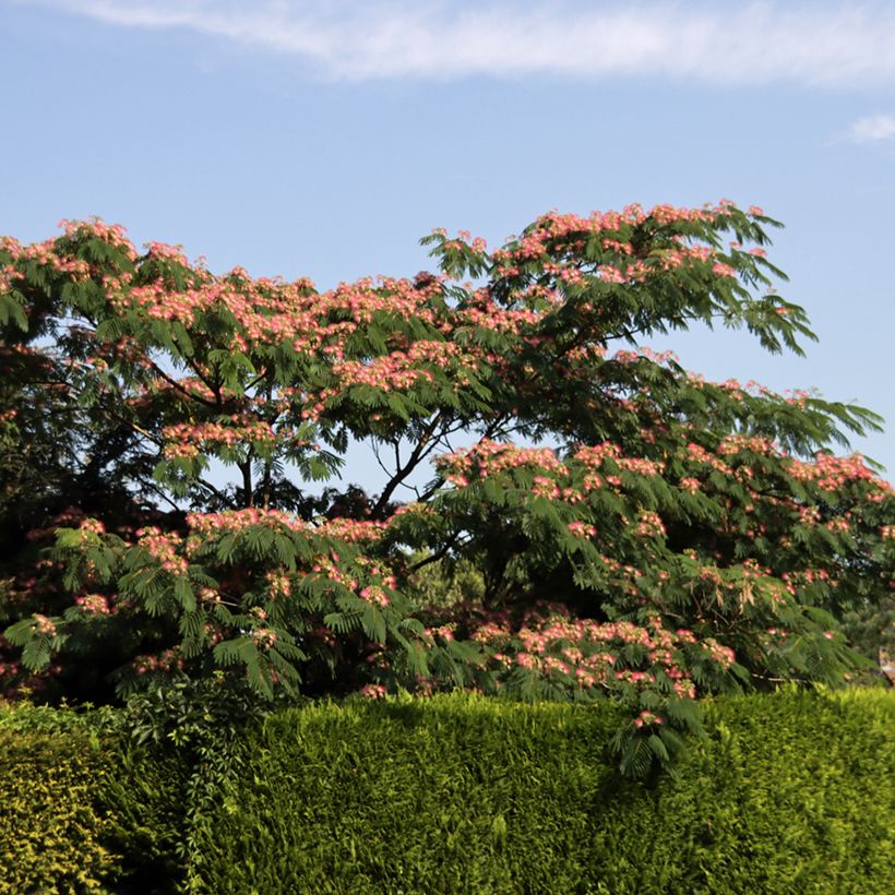 Acacia de Constantinopla Ombrella - Albizia (Porte)