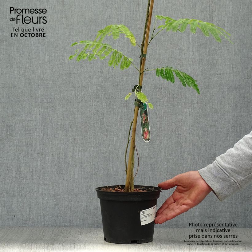 Ejemplar de Albizia julibrissin Rosea - Arbre à soie rose Pot de 2L/3L entregado en otoño