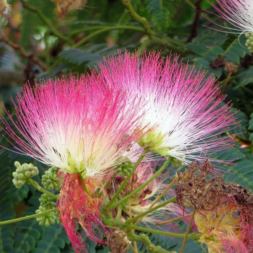 Acacia de Constantinopla Rouge Selection - Albizia (Floración)