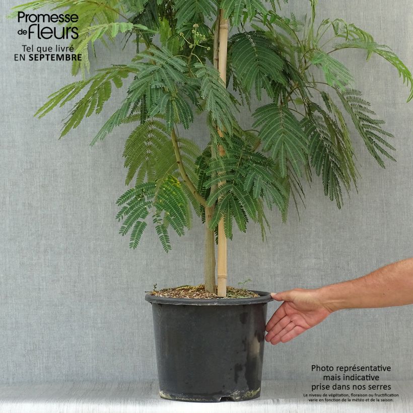 Ejemplar de Albizia julibrissin Rouge Selection - Arbre à soie Pot de 12L/15L entregado en otoño