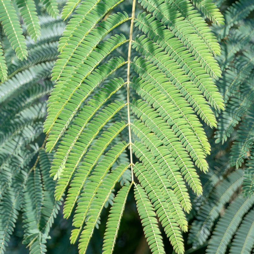 Acacia de Constantinopla Shidare - Albizia (Follaje)