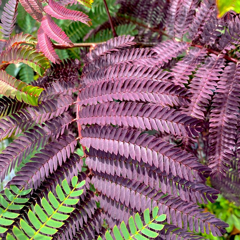 Acacia de Constantinopla Summer Chocolate - Albizia (Follaje)