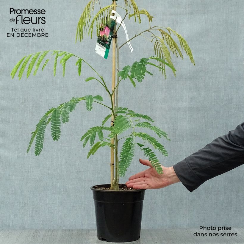 Albizzia Tropical Dream - Arbre à soie Pot de 7,5L/10L Ejemplar entregado en invierno