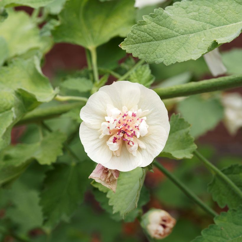 Alcalthaea suffrutescens Parkallee (Floración)