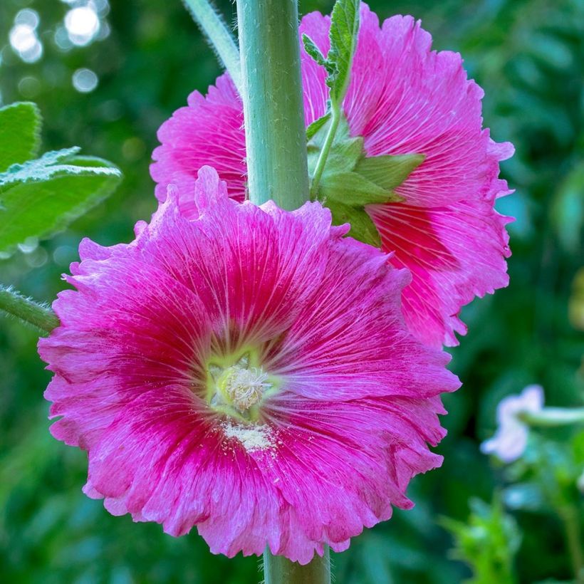 Alcea ficifolia - Malva real (Floración)