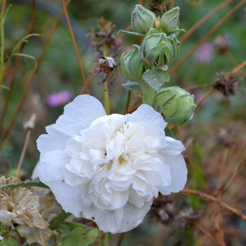 Alcea rosea Chater’s Double Icicle - Malva real (Floración)