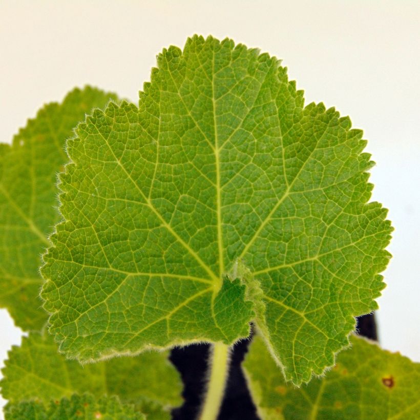 Alcea rosea Chater's Double Violet - Malva real (Follaje)