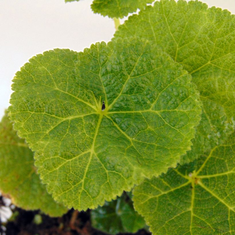 Alcea Crème de Cassis (Follaje)