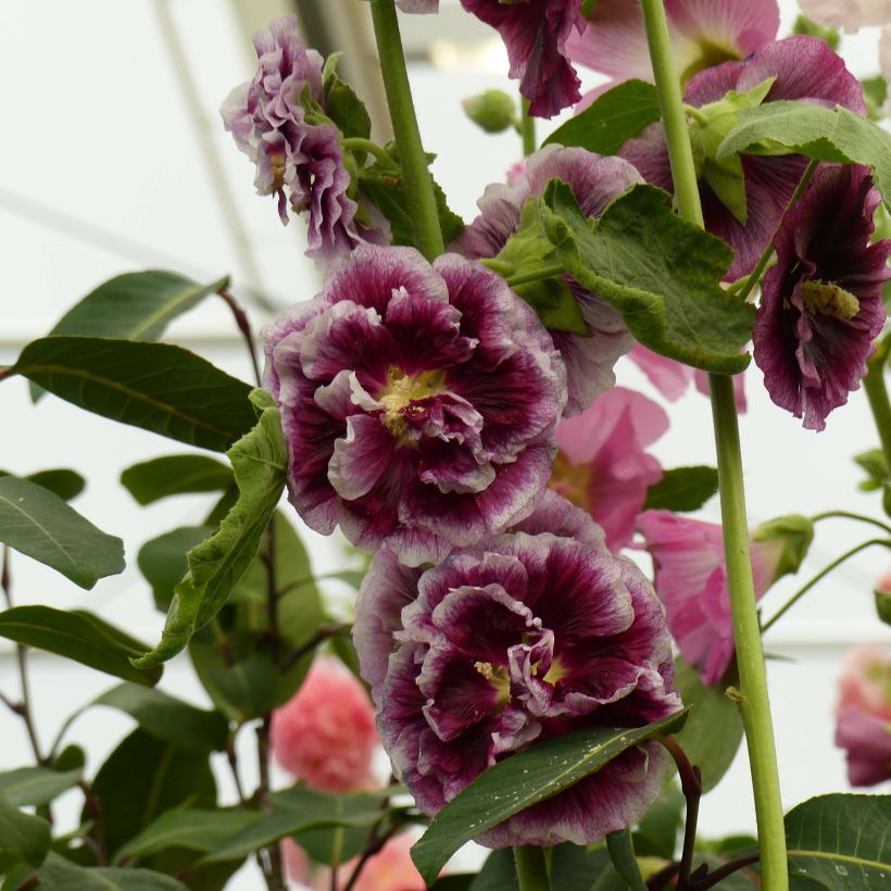 Alcea Crème de Cassis (Floración)