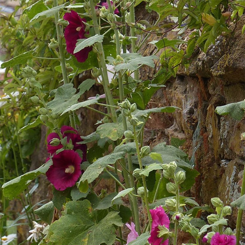 Alcea rosea Simplex - Malva real (Follaje)