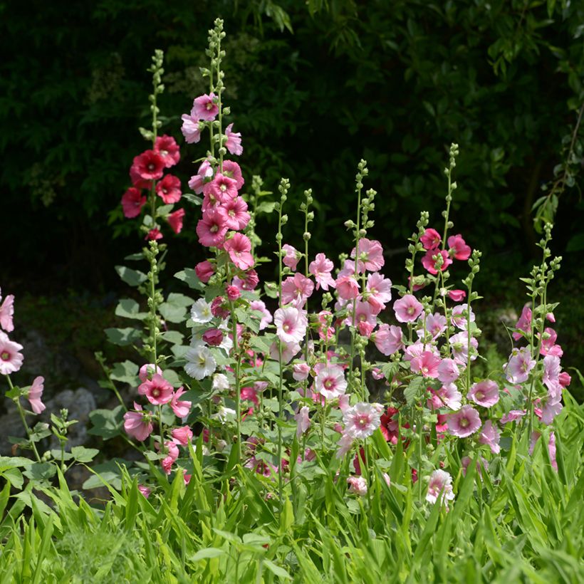 Alcea rosea Simplex - Malva real (Porte)