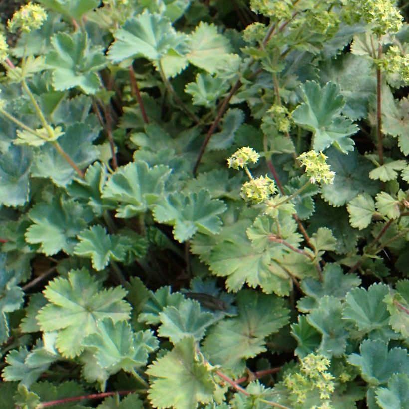 Alchemilla caucasica - Alquemila (Follaje)