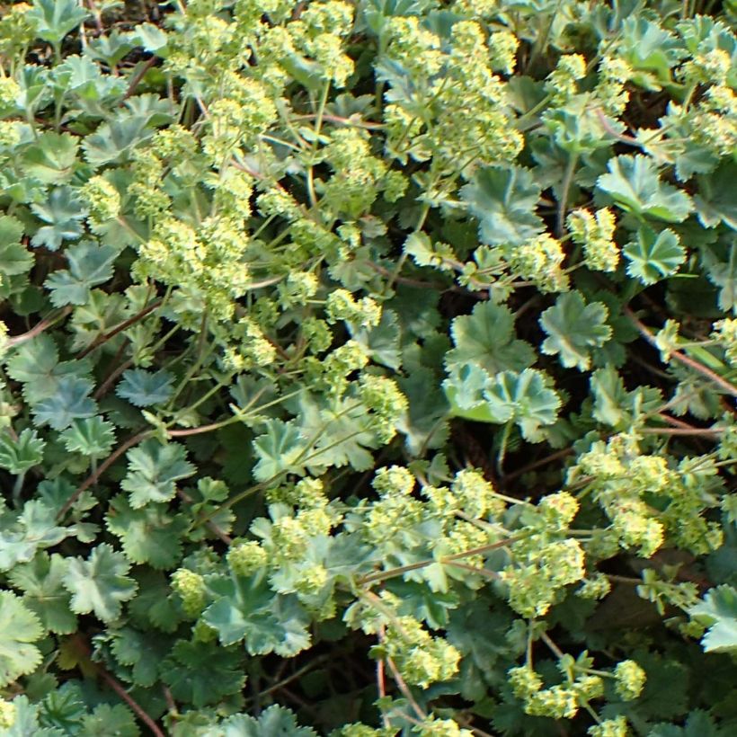 Alchemilla caucasica - Alquemila (Floración)