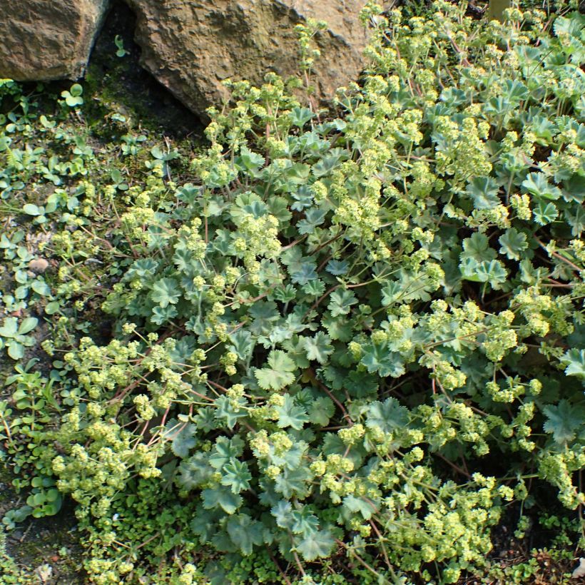 Alchemilla caucasica - Alquemila (Porte)