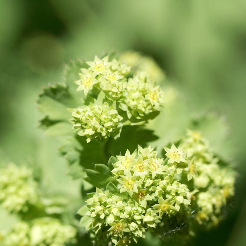 Alchemilla epipsila - Alquemila (Floración)