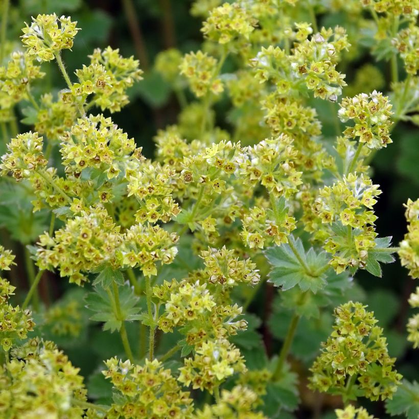 Alchemilla erythropoda - Alquemila (Floración)