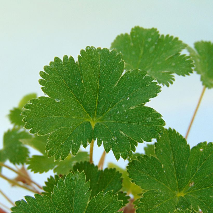 Alchemilla erythropoda - Alquemila (Follaje)