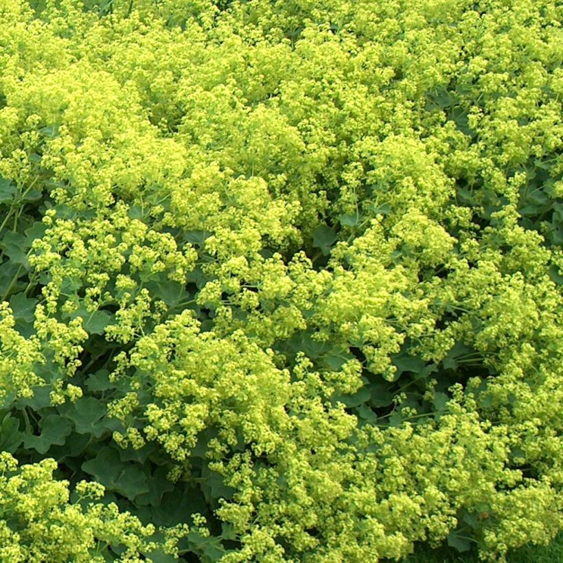 Alchemilla mollis Thriller - Alquémila (Floración)