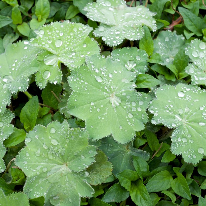 Alchemilla mollis Thriller - Alquémila (Follaje)