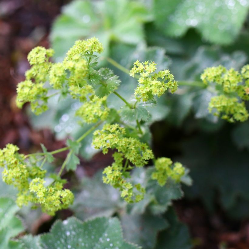 Alchemilla vulgaris - Manto de la Dama (Floración)