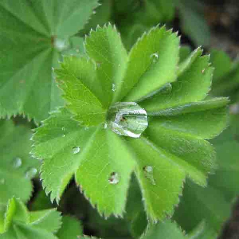 Alchemilla vulgaris - Manto de la Dama (Follaje)