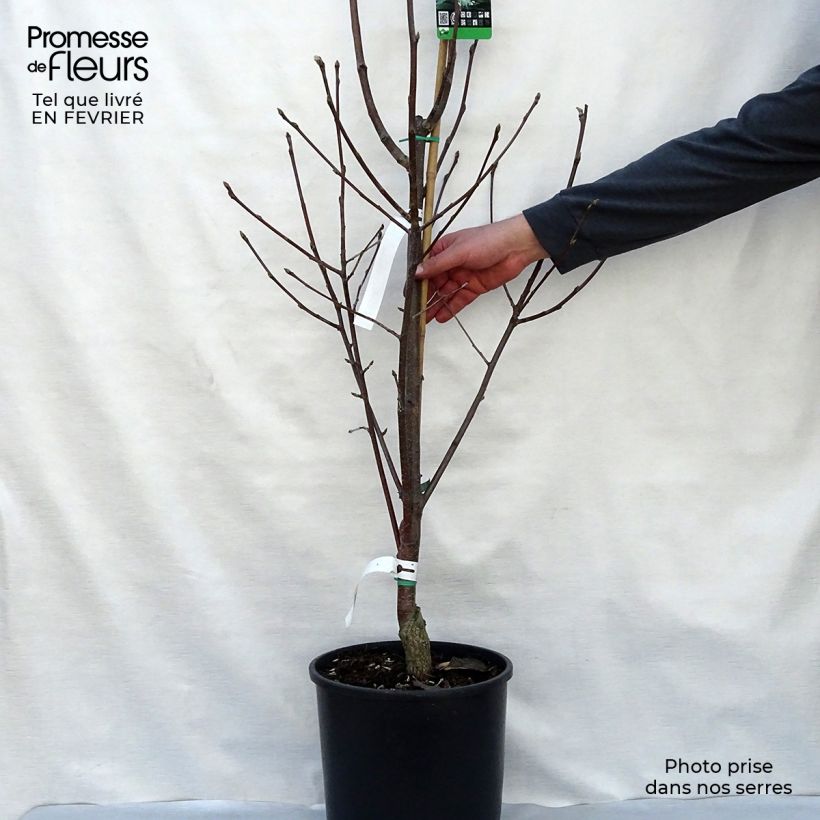 Alisier blanc - Sorbus aria Lutescens Pot de 12L/15L Ejemplar entregado en invierno