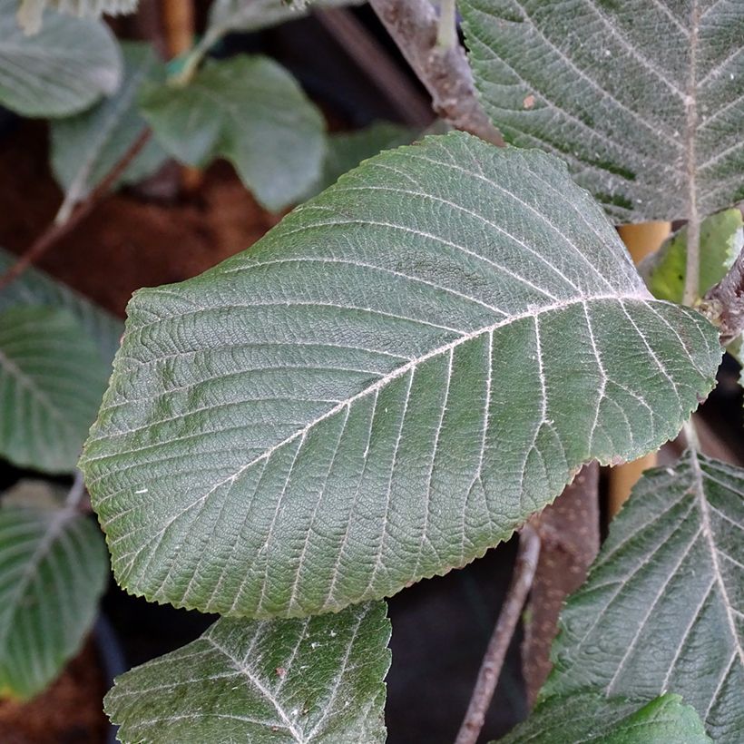 Sorbus aria Lutescens - Serbal morisco (Follaje)