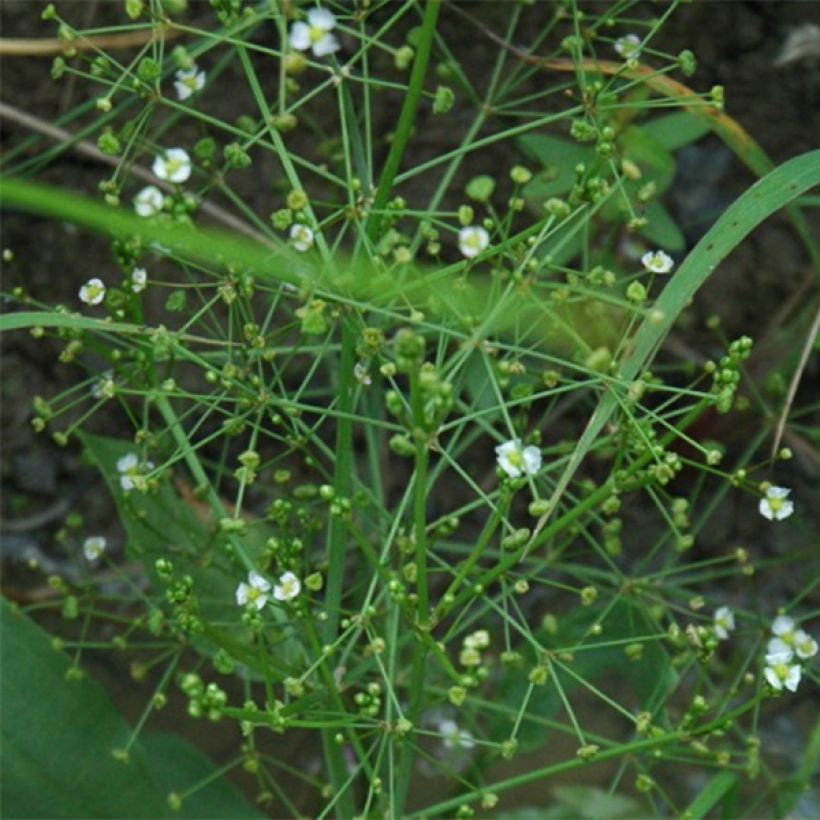 Alisma parviflora - Llanten de agua (Floración)