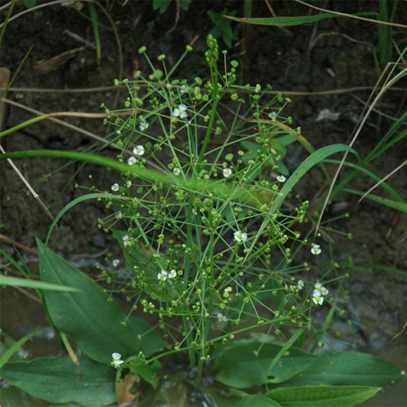 Alisma parviflora - Llanten de agua (Porte)