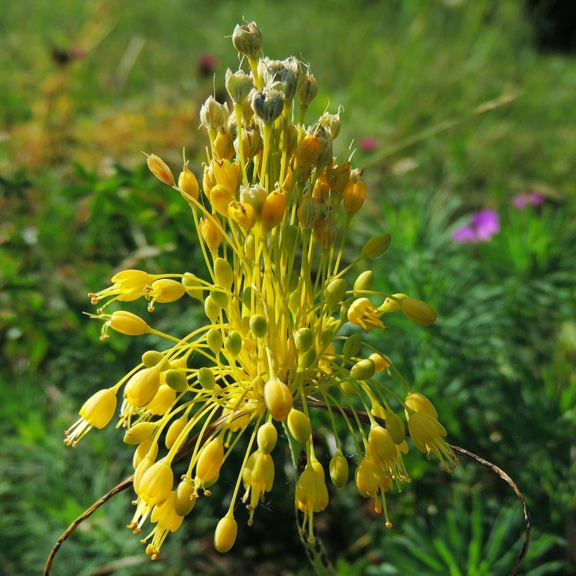 Allium flavum - Ajo decorativo (Floración)