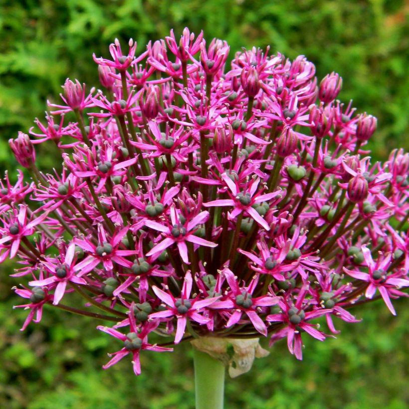 Allium Miami - Ajo decorativo (Floración)