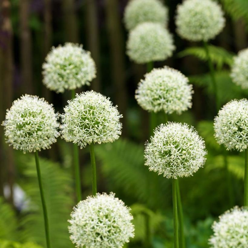 Allium Mont Blanc - Ajo decorativo (Floración)