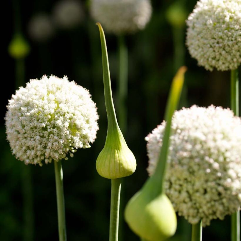 Allium ampeloprasum White Cloud - Ajo decorativo (Floración)