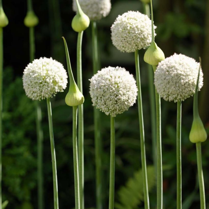 Allium ampeloprasum White Cloud - Ajo decorativo (Porte)