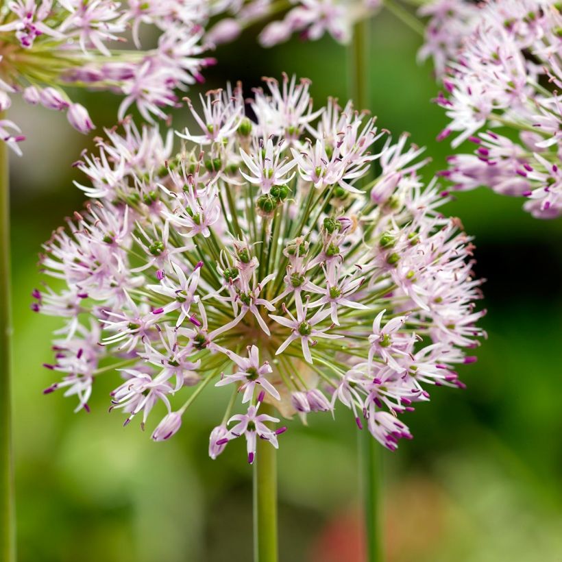 Puerro silvestre - Allium ampeloprasum (Floración)