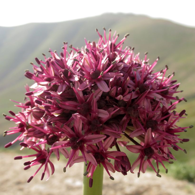 Allium aschersonianum - Ajo decorativo (Floración)