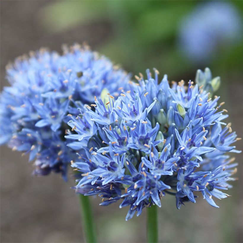 Allium caeruleum - Ajo decorativo azul (Floración)