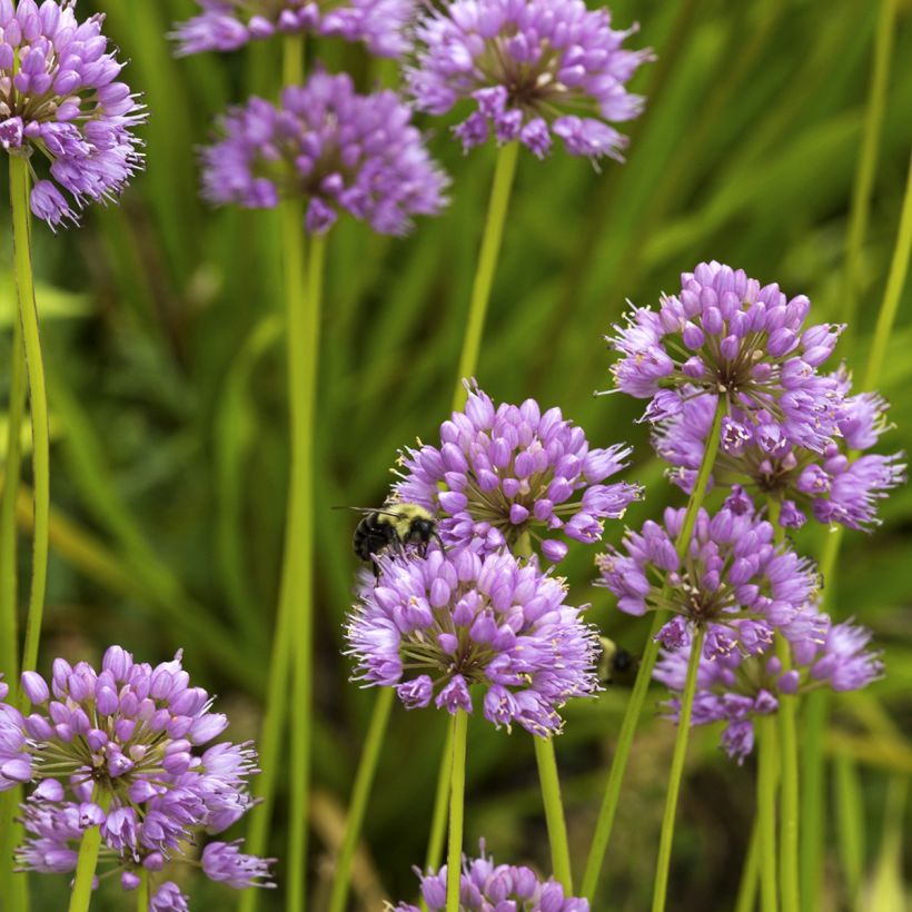 Allium carolinianum Rosy Dream - Ajo decorativo (Porte)