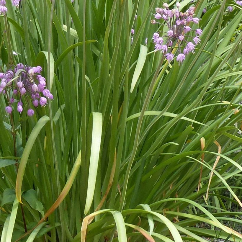 Allium cernuum - Ajocebolla (Follaje)