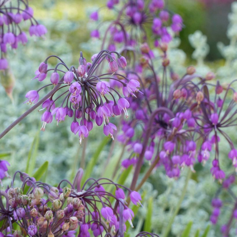 Allium cernuum - Ajocebolla (Floración)