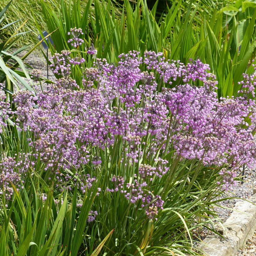 Allium cernuum - Ajocebolla (Porte)